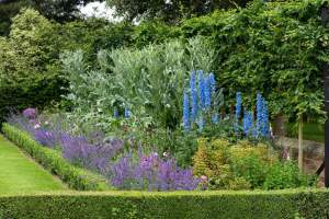 Classic english garden with blue flowers