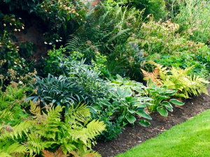 Plant away garden with row of plants