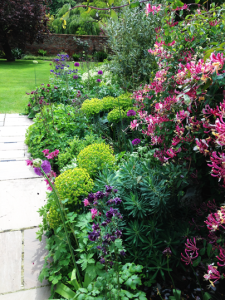 Plant away garden with row of plants and pink flowers