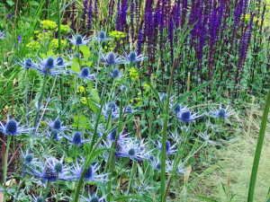 Plant away garden with blue flowers