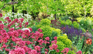 Plant away garden with pink flowers